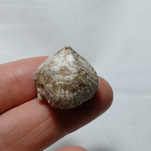 Load image into Gallery viewer, Lacunosella cf arolica
