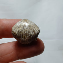 Load image into Gallery viewer, Lacunosella cf arolica
