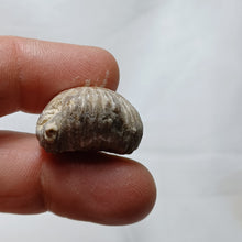 Load image into Gallery viewer, Lacunosella cf arolica
