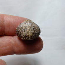 Load image into Gallery viewer, Lacunosella cf arolica
