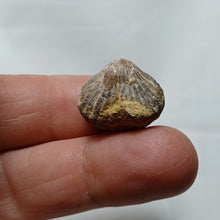 Load image into Gallery viewer, Lacunosella cf arolica
