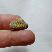 Load image into Gallery viewer, Lacunosella cf arolica
