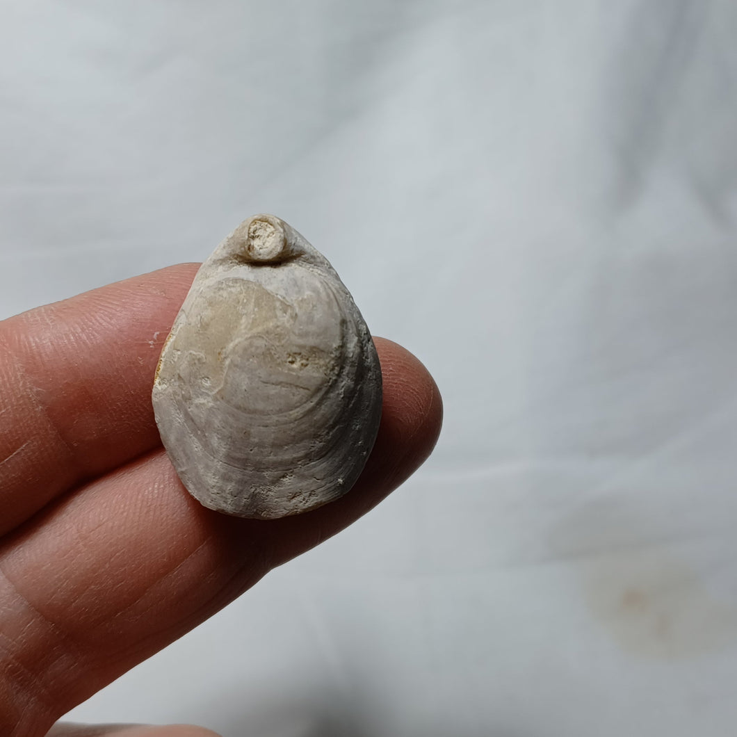 Dorsoplicathyris lineatula