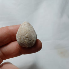 Charger l&#39;image dans la galerie, Dorsoplicathyris lineatula
