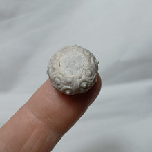 Charger l'image dans la galerie, Santonicidaris vignyensis
