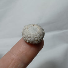 Charger l'image dans la galerie, Santonicidaris vignyensis
