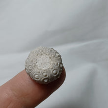 Charger l'image dans la galerie, Santonicidaris vignyensis
