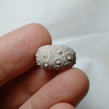 Charger l'image dans la galerie, Santonicidaris vignyensis

