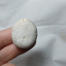 Charger l&#39;image dans la galerie, Hungaresia ovum
