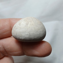 Charger l&#39;image dans la galerie, Hungaresia ovum
