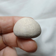 Charger l&#39;image dans la galerie, Hungaresia ovum
