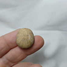 Charger l'image dans la galerie, Smithiaster cheveti
