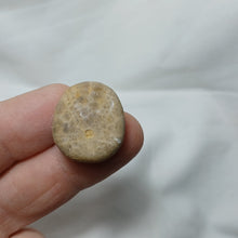 Charger l'image dans la galerie, Smithiaster cheveti
