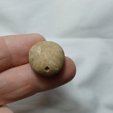 Charger l'image dans la galerie, Smithiaster cheveti
