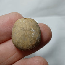 Charger l'image dans la galerie, Smithiaster cheveti
