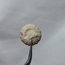 Charger l&#39;image dans la galerie, Hemipedina ferryi
