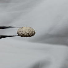 Charger l&#39;image dans la galerie, Hemipedina ferryi
