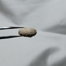 Charger l&#39;image dans la galerie, Hemipedina ferryi
