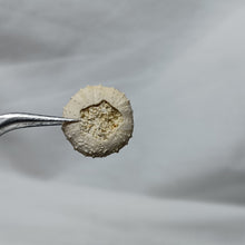 Charger l&#39;image dans la galerie, Gauthieria tenuistriata
