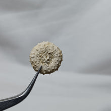 Charger l&#39;image dans la galerie, Gauthieria tenuistriata
