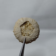 Charger l&#39;image dans la galerie, Gauthieria tenuistriata
