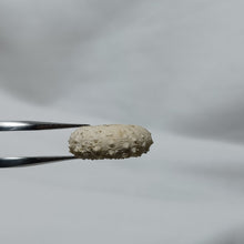 Charger l&#39;image dans la galerie, Gauthieria tenuistriata
