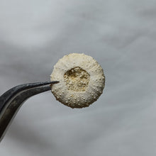 Charger l&#39;image dans la galerie, Gauthieria tenuistriata
