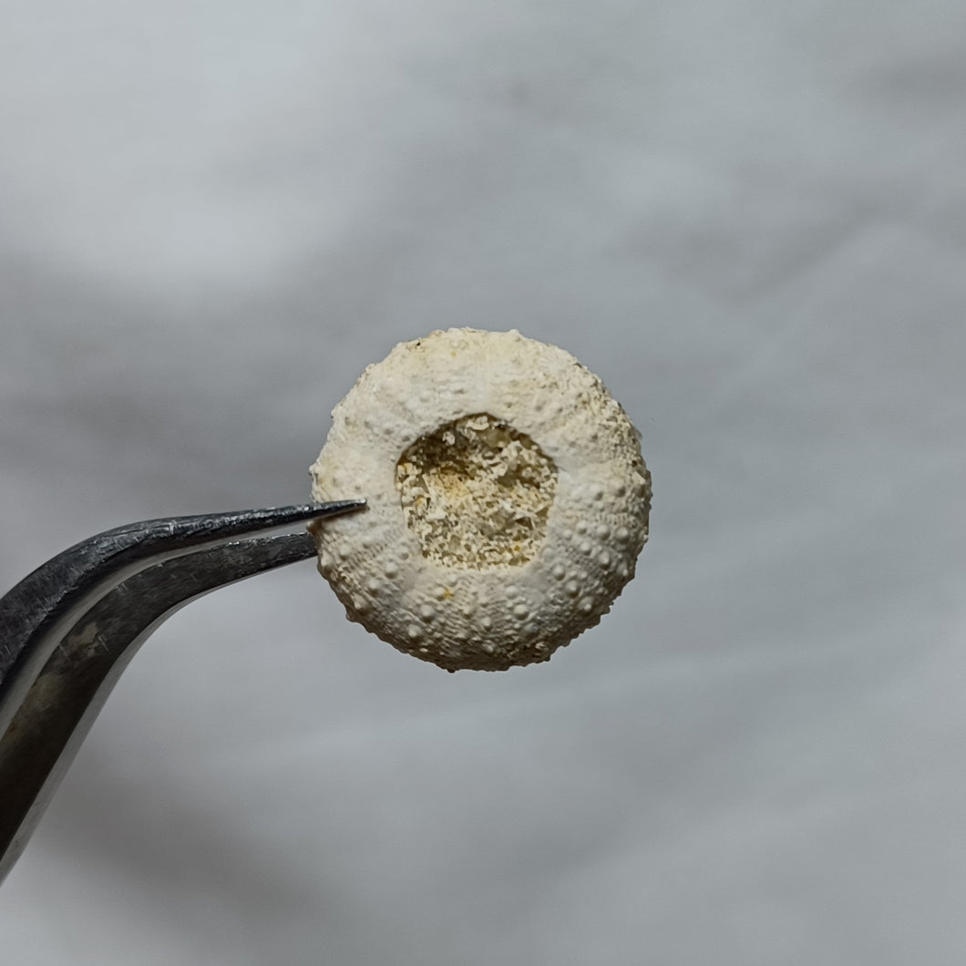 Gauthieria tenuistriata