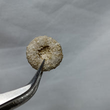 Charger l&#39;image dans la galerie, Gauthieria tenuistriata
