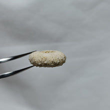 Charger l&#39;image dans la galerie, Gauthieria tenuistriata
