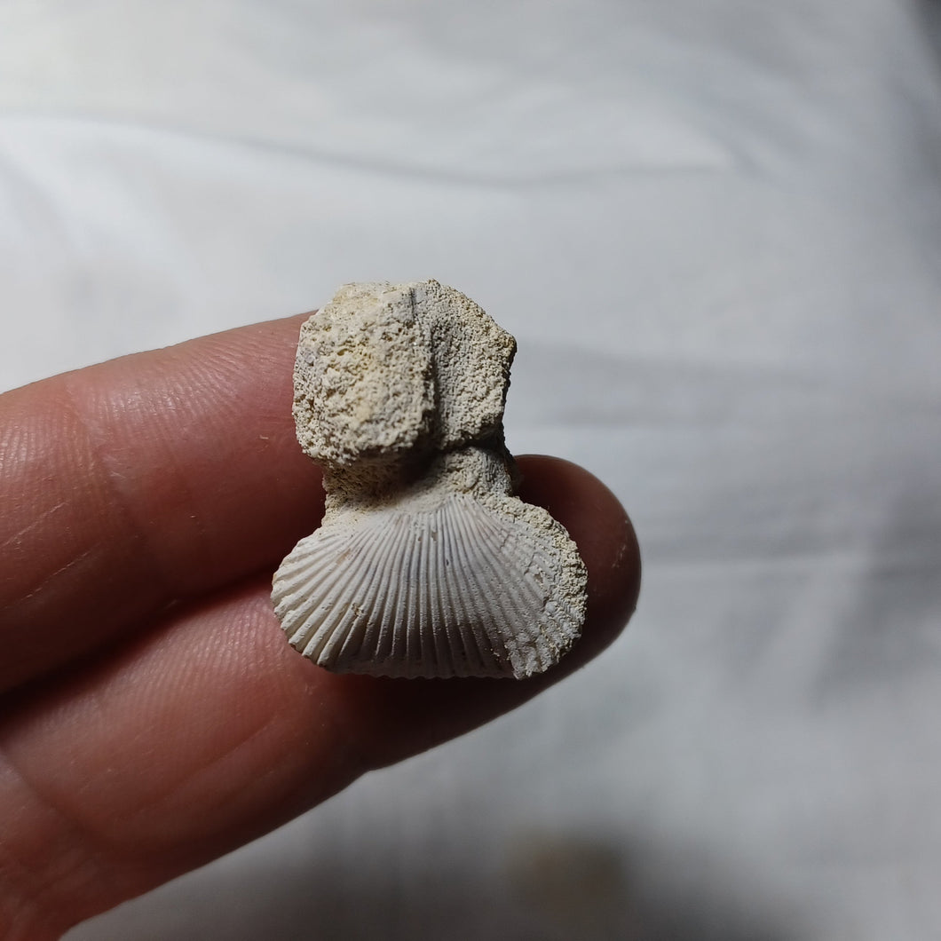 Cyclothyris difformis