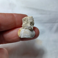 Charger l&#39;image dans la galerie, Cyclothyris difformis
