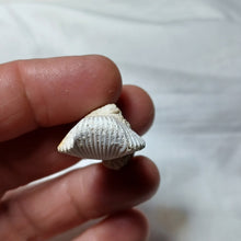 Charger l&#39;image dans la galerie, Cyclothyris difformis
