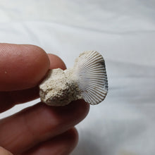 Charger l&#39;image dans la galerie, Cyclothyris difformis
