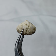 Charger l&#39;image dans la galerie, Cyclothyris difformis
