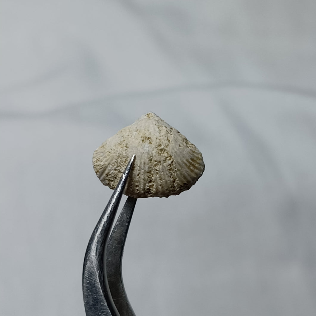 Cyclothyris difformis