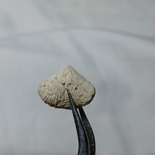 Charger l&#39;image dans la galerie, Cyclothyris difformis
