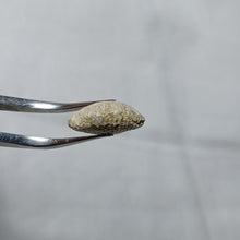 Charger l&#39;image dans la galerie, Cyclothyris difformis
