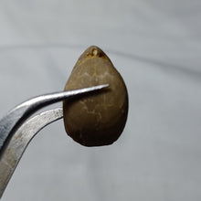 Charger l&#39;image dans la galerie, Aulacothyris pala
