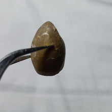 Charger l&#39;image dans la galerie, Aulacothyris pala
