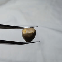 Charger l&#39;image dans la galerie, Aulacothyris pala
