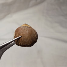 Load image into Gallery viewer, Monticlarella triloboides
