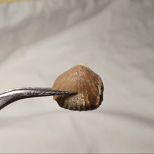 Load image into Gallery viewer, Monticlarella triloboides
