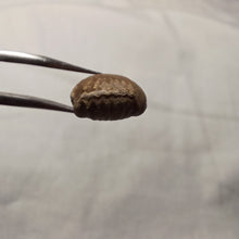 Load image into Gallery viewer, Monticlarella triloboides
