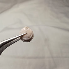 Load image into Gallery viewer, Magas pumilus
