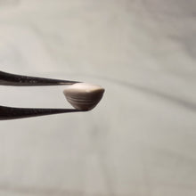 Load image into Gallery viewer, Magas pumilus
