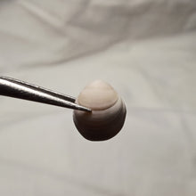 Load image into Gallery viewer, Magas pumilus
