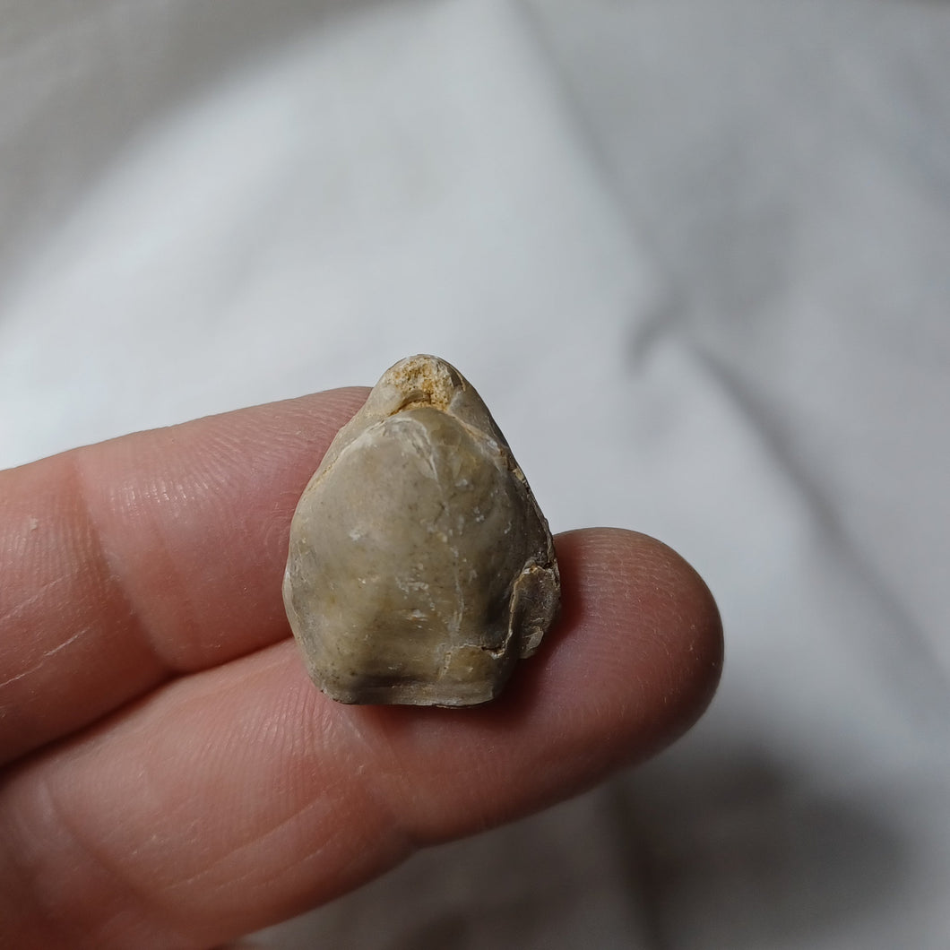 Argovithyris cf. bisuffarcinata