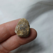 Charger l&#39;image dans la galerie, Argovithyris cf. bisuffarcinata
