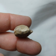 Charger l&#39;image dans la galerie, Argovithyris cf. bisuffarcinata
